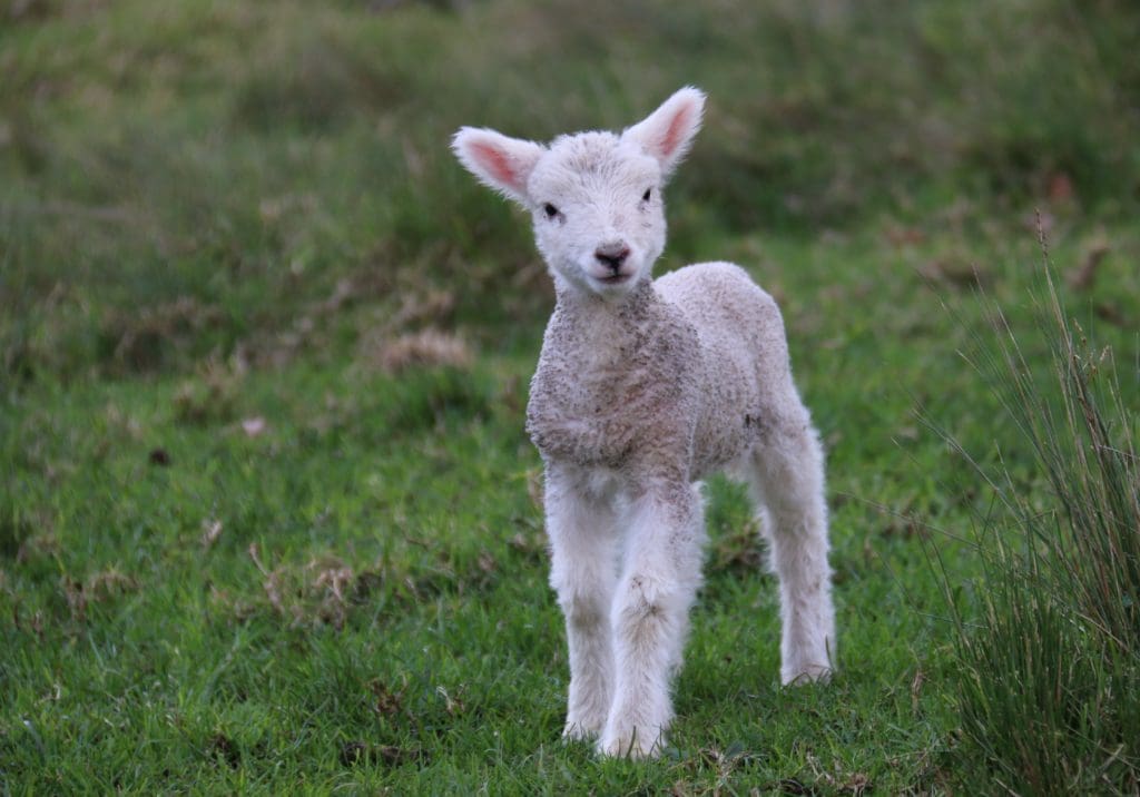 Mulesing - Etik nan lenn mouton