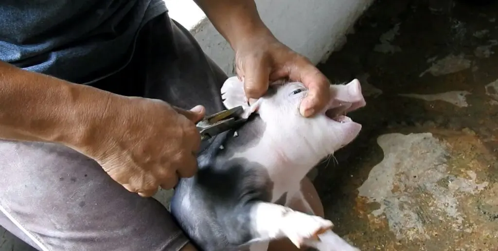 Exposing the Meat Industry's Inhumane Treatment of Piglets: Painful Practices Hidden from Public View 2 Exposing the Meat Industry's Inhumane Treatment of Piglets: Painful Practices Hidden from Public View June 2025