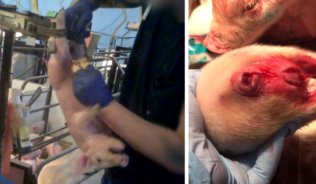 Exposing the Meat Industry's Inhumane Treatment of Piglets: Painful Practices Hidden from Public View 4 Exposing the Meat Industry's Inhumane Treatment of Piglets: Painful Practices Hidden from Public View June 2025