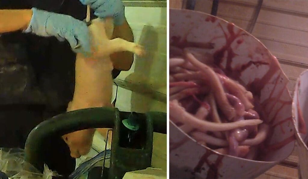Exposing the Meat Industry's Inhumane Treatment of Piglets: Painful Practices Hidden from Public View 1 Exposing the Meat Industry's Inhumane Treatment of Piglets: Painful Practices Hidden from Public View June 2025
