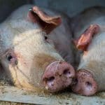 majapidamine-on-viiruslik-trend,-aga-"lihutöö-läinud-saha"-on-selle-must-külg