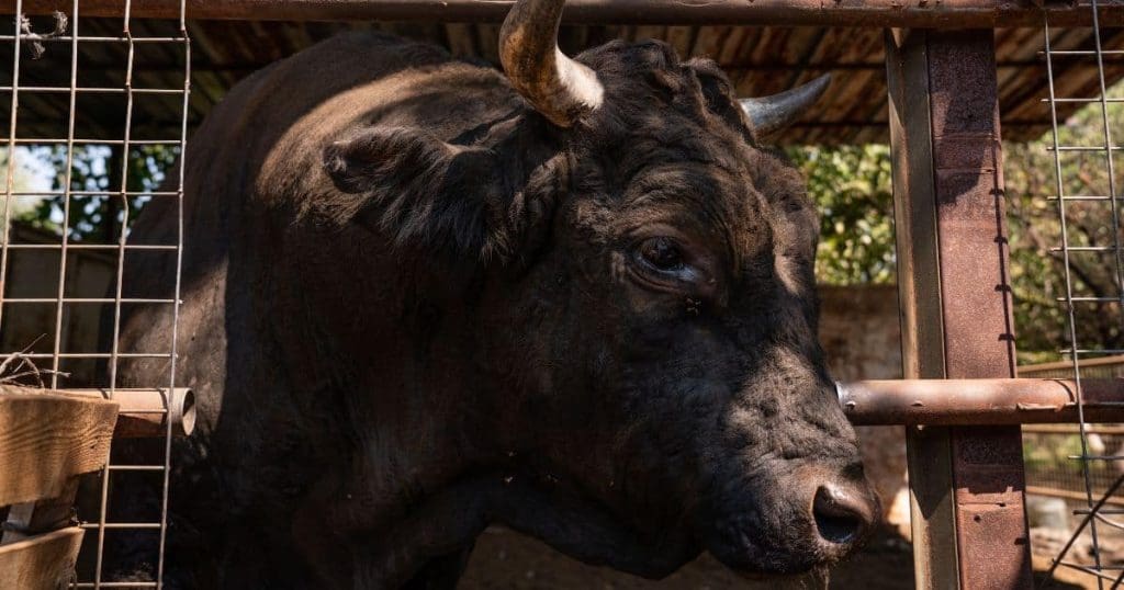 ukuxhashazwa ngokuzala kwemfuyo yesilisa kuyisisekelo esinganakiwe sokulima kwasefekthri