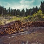 علل و عواقب جنگل زدایی، توضیح داده شد