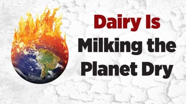 Jak mlékárna paliva změna klimatu: Proč se sýr příkopu může zachránit planetu 1 Zeměkoule v plamenech vedle textu „Dairy Is Milking the Planet Dry“ ukazuje, jak mléčné výrobky zesilují klimatickou katastrofu