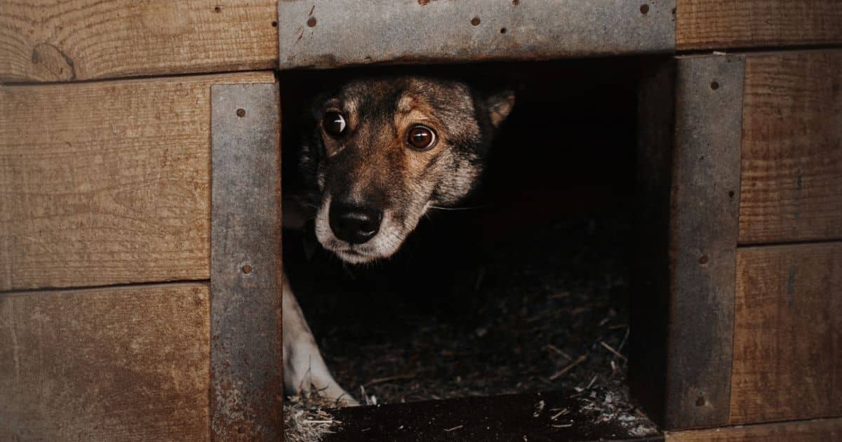 Protecting Pets and Wildlife from Fourth of July Fireworks: Tips for a Safer Celebration 1 Protecting Pets and Wildlife from Fourth of July Fireworks: Tips for a Safer Celebration June 2025