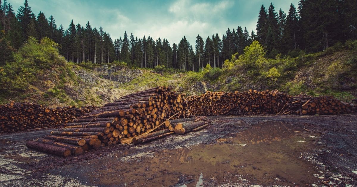 Deforestación: causas y consecuencias al descubierto 5 Deforestación: Causas y consecuencias presentadas en junio de 2025