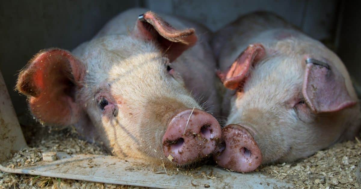 Homesteading's Viral Rise: The Dark Side of 'Butchery Gone Awry 5 Homesteading's Viral Rise: The Dark Side of 'Butchery Gone Awry June 2025