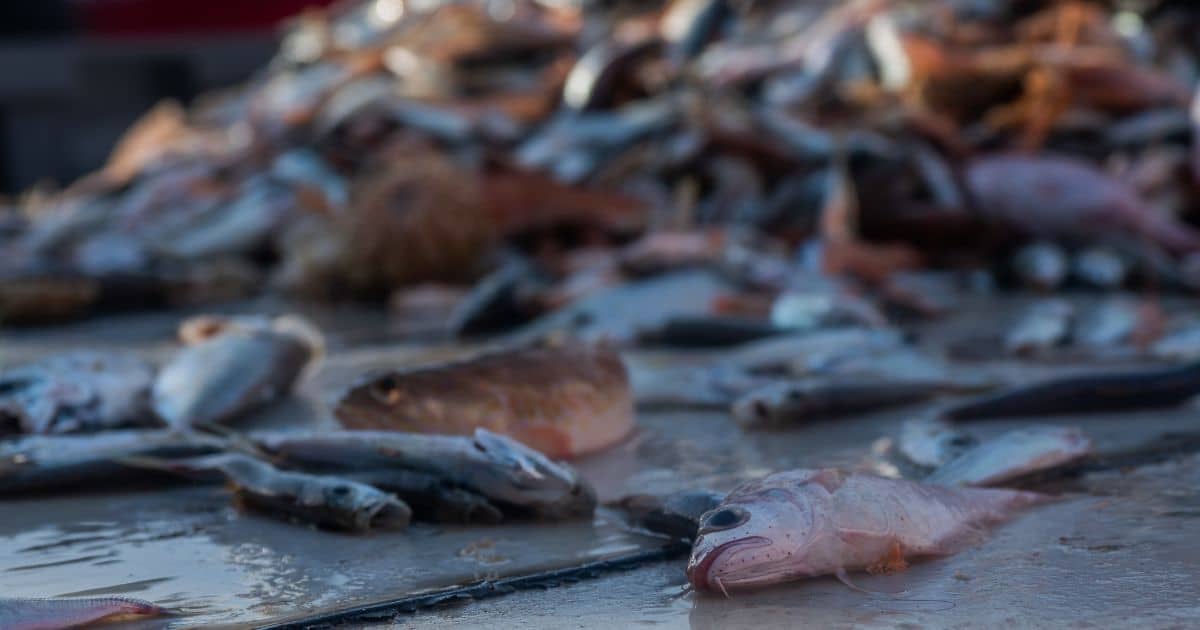 Υπεραλίευση: Διπλή απειλή για τη θαλάσσια ζωή και το κλίμα 5 Overfishing: Μια διπλή απειλή για τη θαλάσσια ζωή και το κλίμα τον Ιούνιο του 2025