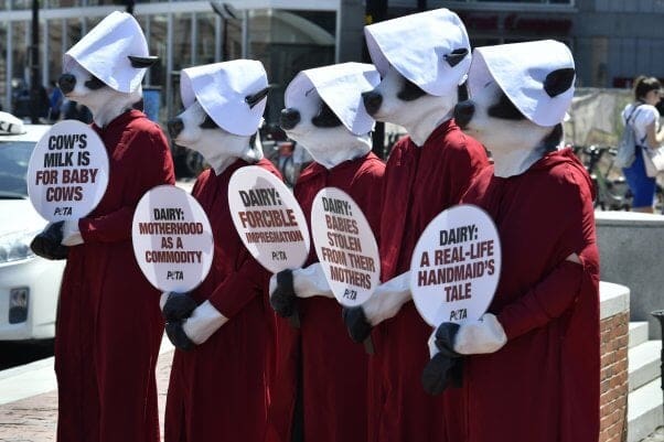 Jak mlékárna paliva změna klimatu: Proč může sýr kopat planeta 6 Demo PETA s demonstranty v maskách krav a oblečenými jako postavy z Příběhu služebnice v bílých čepcích a červených pláštích