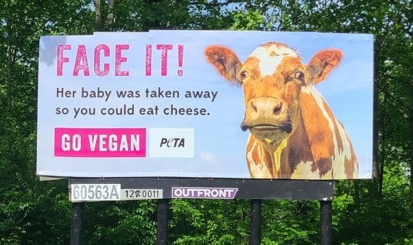 Jak mlékárna paliva změna klimatu: Proč se sýr kopajícího může zachránit planetu 5 Billboard s fotkou krávy s textem "Přiznej se! Její dítě bylo odebráno, abys mohl jíst sýr. Jdi na vegany"