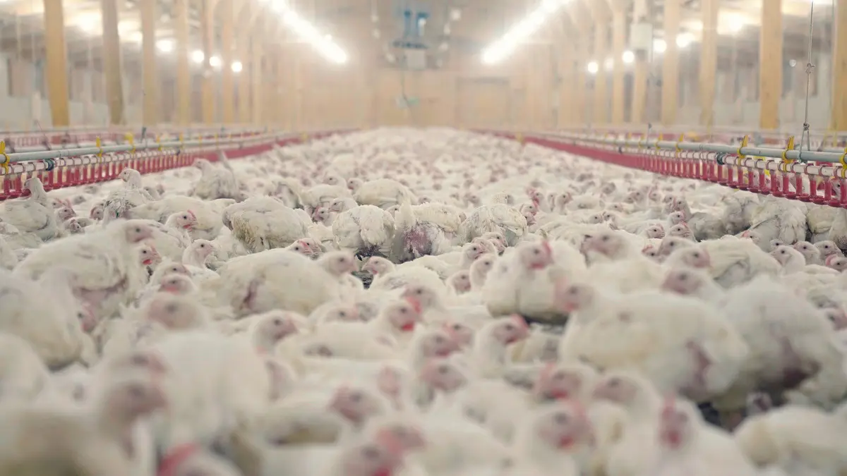 Poulet Landwirtschaft an Eeproduktioun: eng verstoppte Bedrohung fir UK Flëss 1 Pouleten an enger Fabrik Ariichtung gepackt