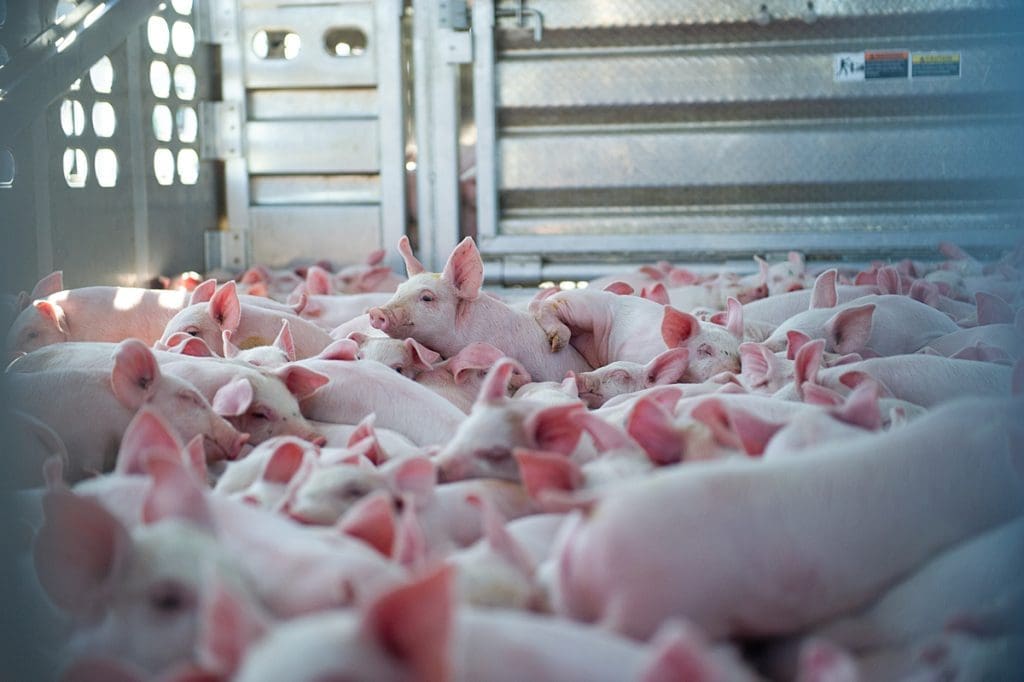 helpen boerderijdieren te beschermen tegen lijden tijdens het transport