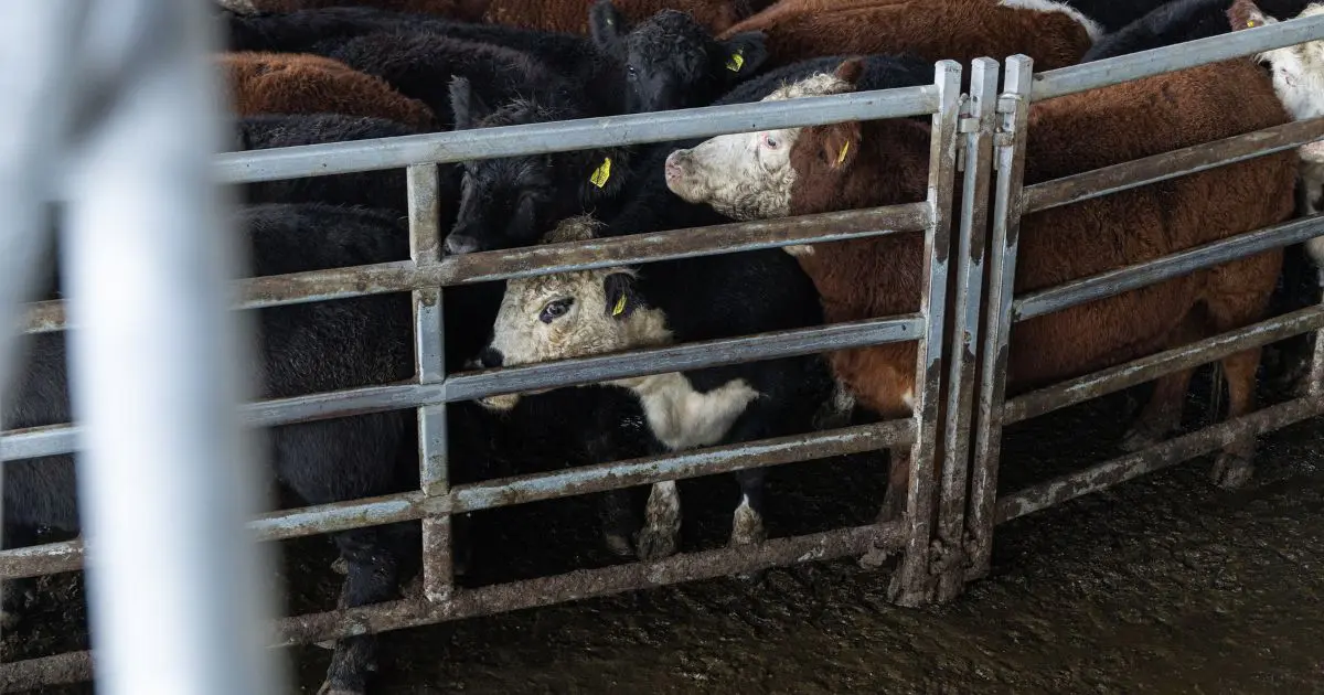 Why Cattle Farming Harms the Environment 5 Why Cattle Farming Harms the Environment June 2025
