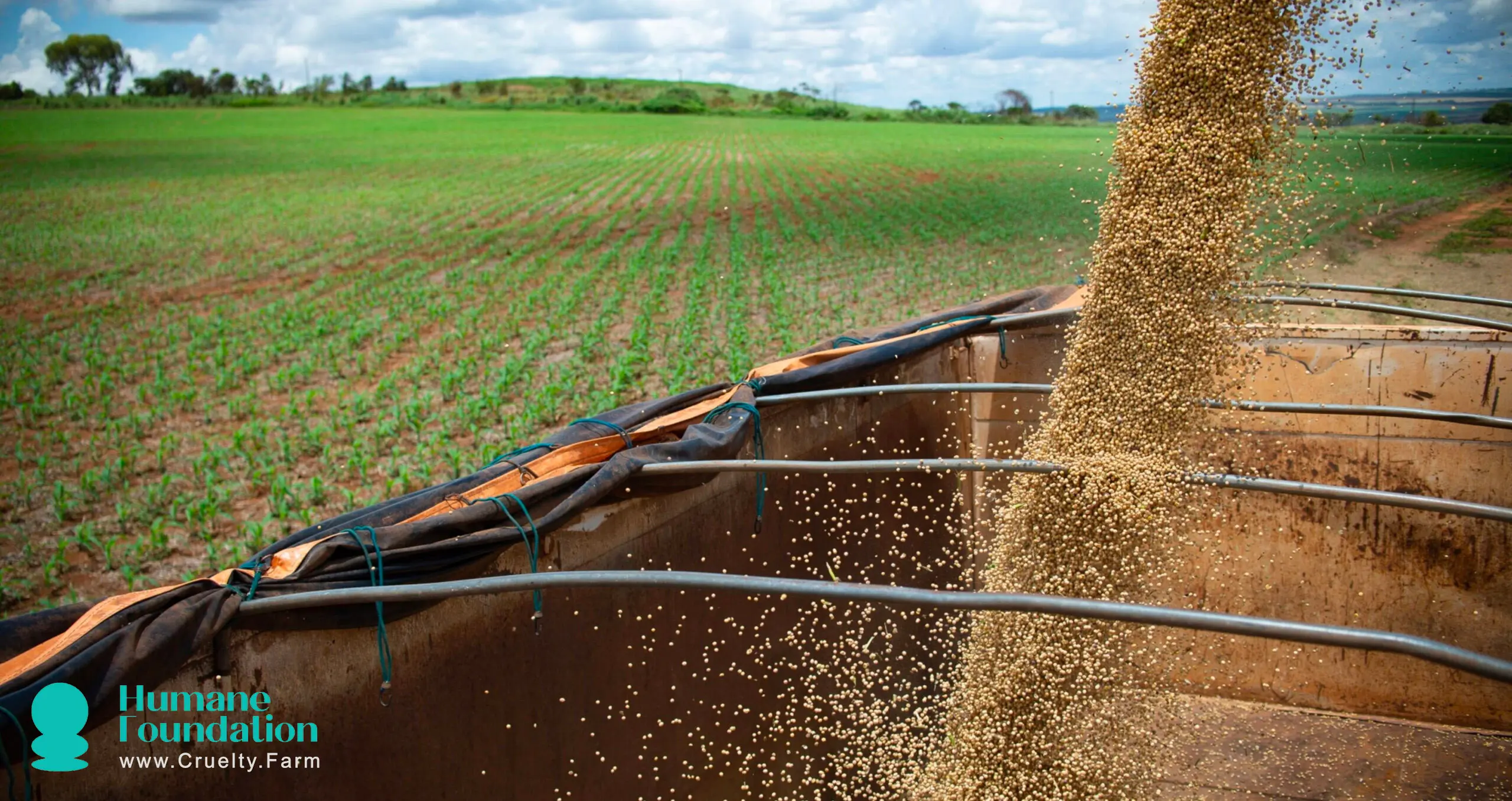 Soy Facts Uncovered: Dispelling Myths, Environmental Impact, and Health Insights 1 Soy Facts Uncovered: Dispelling Myths, Environmental Impact, and Health Insights June 2025