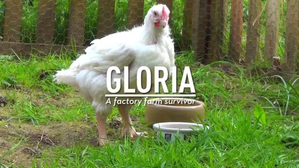 Gloria - fa&#39;ato&#39;aga falegaosimea na sao