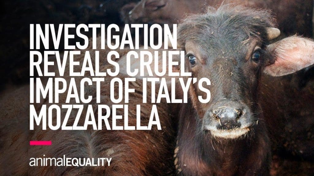 ISTRAŽIVANJE: Okrutni uticaj italijanske proizvodnje mocarele Buffalo