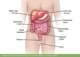 Cancer Colorectal⁤ Survival: Ny tombony amin&#39;ny vegan