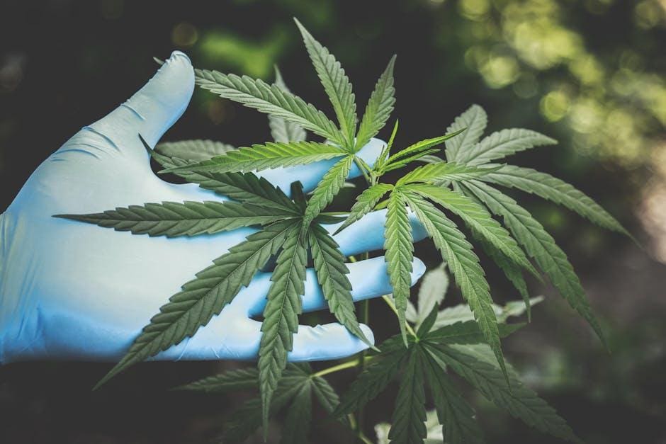 Marihuana dhe varësia: Analizimi i rreziqeve të varësisë përmes njohurive kërkimore