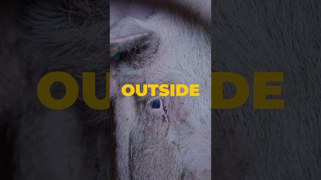 JAUNA īsfilma! 🎬🐷 #Battleground