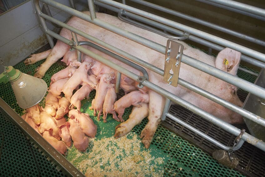 What Are Gestation Crates for Pigs and Why They Spark Ethical Concerns 2 What Are Gestation Crates for Pigs and Why They Spark Ethical Concerns June 2025