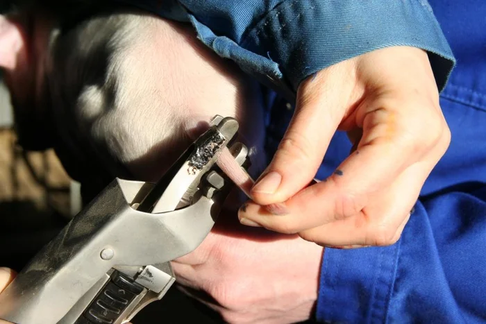 Razotkrivanje užasa: 6 oblika zlostavljanja svinja koje trpe na fabričkim farmama 3 Otkrivanje užasa: 6 oblika zlostavljanja svinja izdrže na fabričkim farmama 2025. juna