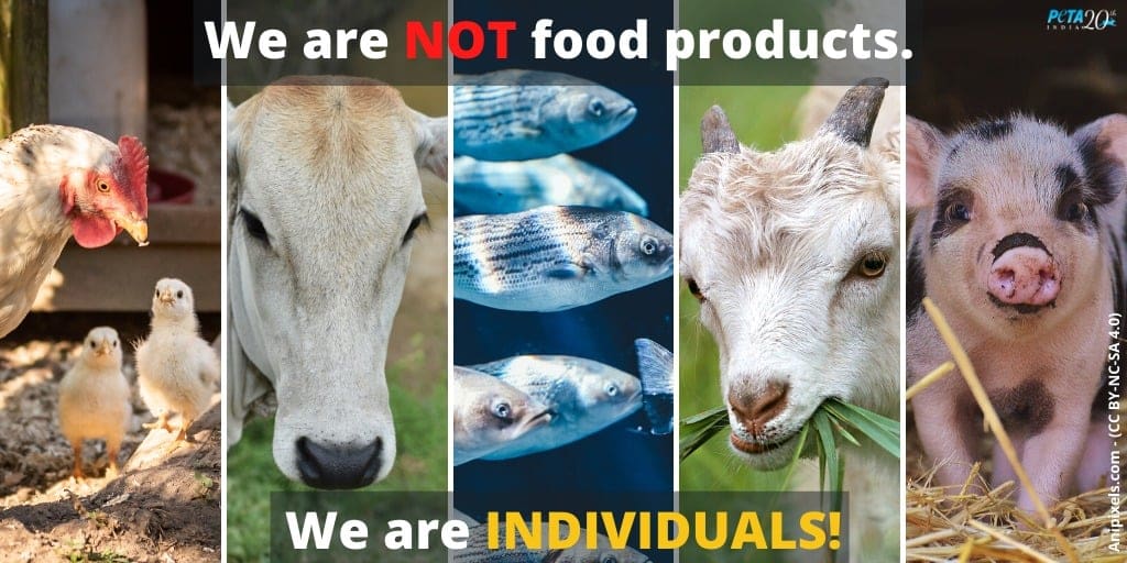 Paggalugad ng Mga Pakikipag-ugnay sa Human-Animal: Mga Etikal na Dilemmas, Mga Kasalukuyang Kultura, at Paglilipat ng Mga Perceptions 3 Paggalugad ng Mga Pakikipag-ugnay sa Human-Animal: Mga Etikal na Dilemmas, Mga Kasalukuyang Kultura, at Paglilipat ng Mga Perceptions Hunyo 2025