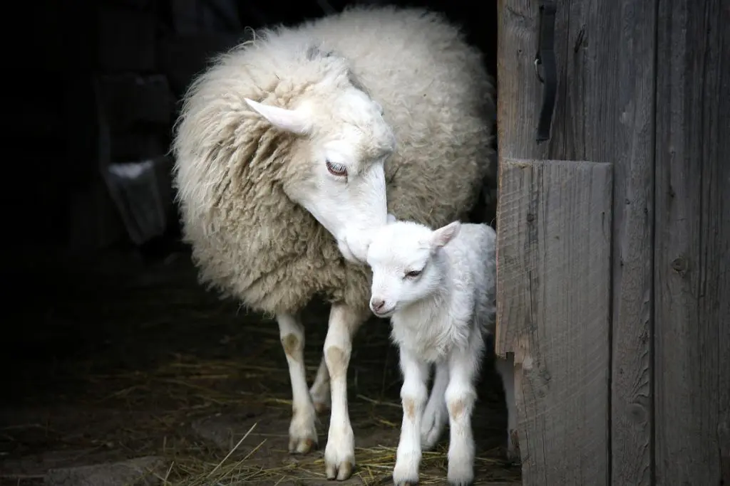 Hur veganism förbättrar andlig tillväxt: medkänsla, mindfulness och inre harmoni 2 Hur veganism förbättrar andlig tillväxt: medkänsla, mindfulness och inre harmoni juni 2025