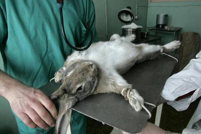 Types of Animal Testing: Understanding the Suffering and Ethical Concerns 2 Types of Animal Testing: Understanding the Suffering and Ethical Concerns June 2025