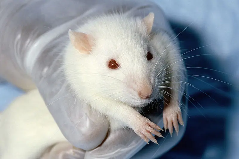 Types of Animal Testing: Understanding the Suffering and Ethical Concerns 3 Types of Animal Testing: Understanding the Suffering and Ethical Concerns June 2025
