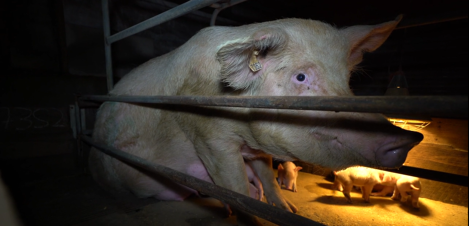 The Suffering of Farmed Pigs: Shocking Practices Pigs Endure on Factory Farms 1 The Suffering of Farmed Pigs: Shocking Practices Pigs Endure on Factory Farms June 2025