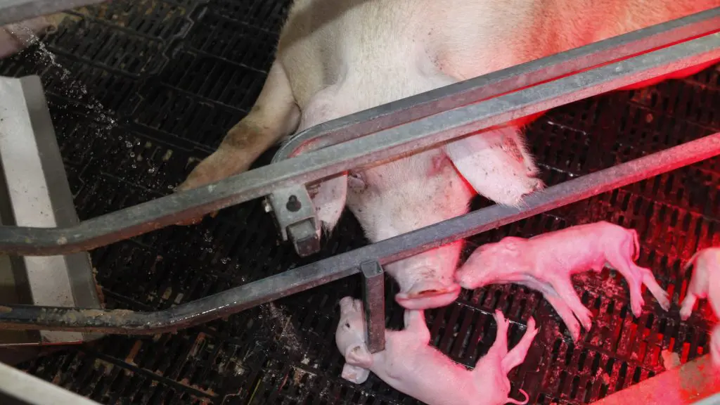 What Are Gestation Crates for Pigs and Why They Spark Ethical Concerns 3 What Are Gestation Crates for Pigs and Why They Spark Ethical Concerns June 2025