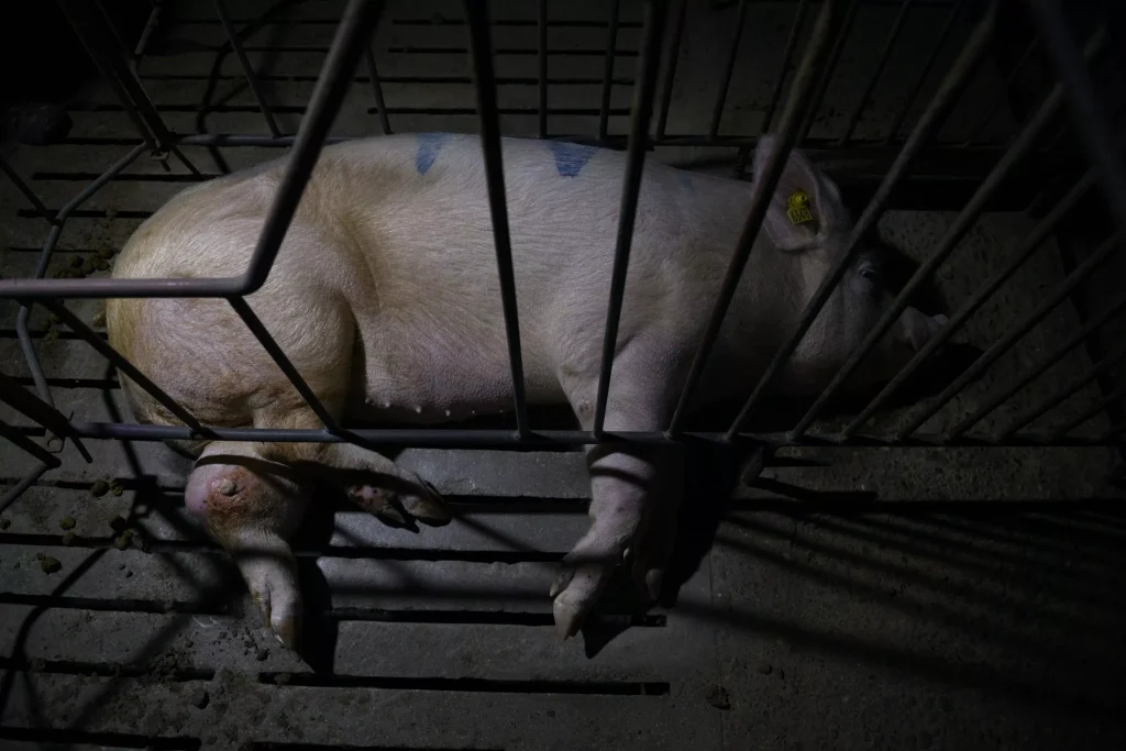 The Suffering of Farmed Pigs: Shocking Practices Pigs Endure on Factory Farms 2 The Suffering of Farmed Pigs: Shocking Practices Pigs Endure on Factory Farms June 2025