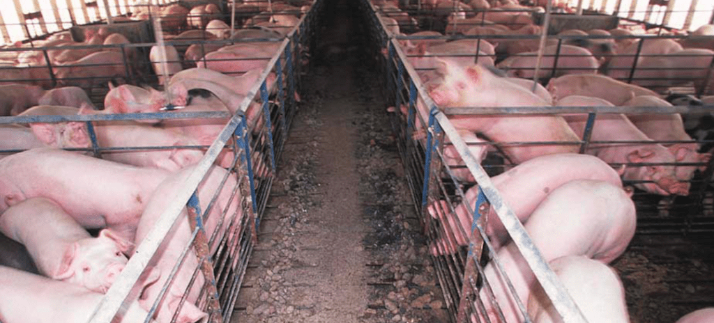 The Suffering of Farmed Pigs: Shocking Practices Pigs Endure on Factory Farms 5 The Suffering of Farmed Pigs: Shocking Practices Pigs Endure on Factory Farms June 2025