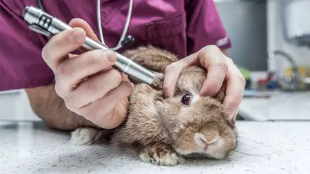 Types of Animal Testing: Understanding the Suffering and Ethical Concerns 5 Types of Animal Testing: Understanding the Suffering and Ethical Concerns June 2025