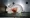 Types of Animal Testing: Understanding the Suffering and Ethical Concerns June 2025