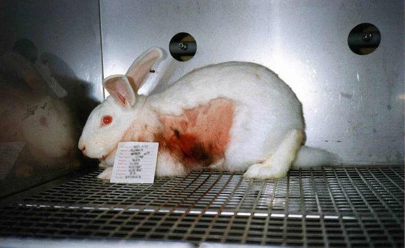 Types of Animal Testing: Understanding the Suffering and Ethical Concerns 6 Types of Animal Testing: Understanding the Suffering and Ethical Concerns June 2025