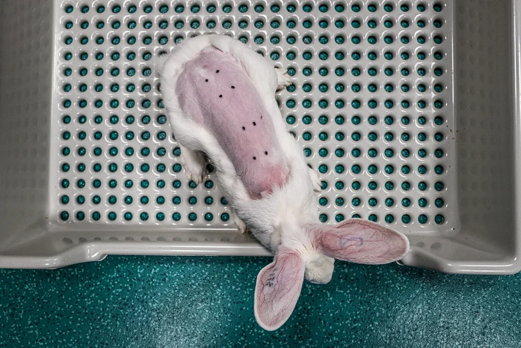 Types of Animal Testing: Understanding the Suffering and Ethical Concerns 7 Types of Animal Testing: Understanding the Suffering and Ethical Concerns June 2025