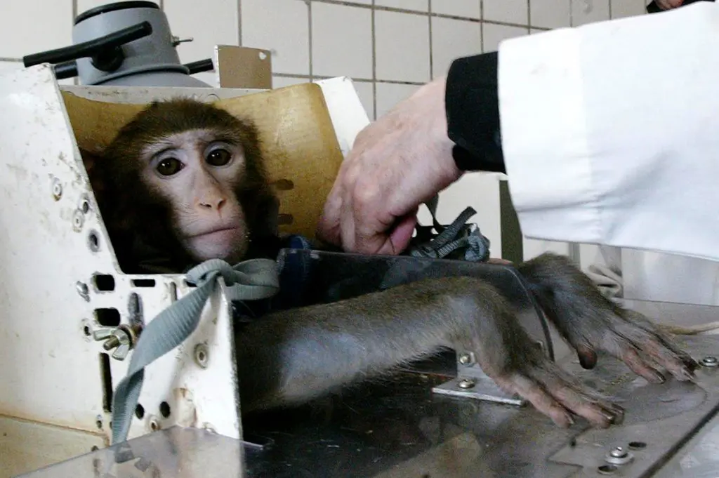 Types of Animal Testing: Understanding the Suffering and Ethical Concerns 4 Types of Animal Testing: Understanding the Suffering and Ethical Concerns June 2025