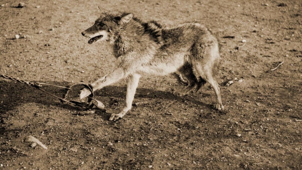 Exposing the Cruel Reality of the Fur Industry: The Devastating Impact on Animal Welfare 3 Exposing the Cruel Reality of the Fur Industry: The Devastating Impact on Animal Welfare June 2025