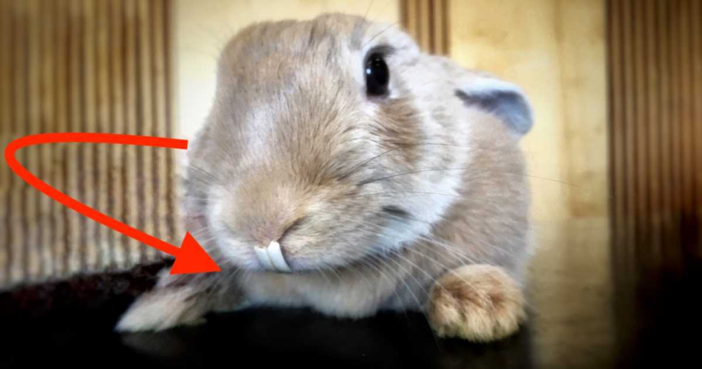 토끼의 질병 경고 신호: 모든 애완동물 주인이 알아야 할 사항 7 토끼의 질병의 경고 징후 : 2025 년 6 월 모든 애완 동물 주인이 알아야 할 것