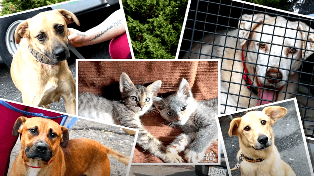 Why Millions of Animals Are Homeless and How We Can Help 2 Why Millions of Animals Are Homeless and How We Can Help August 2025