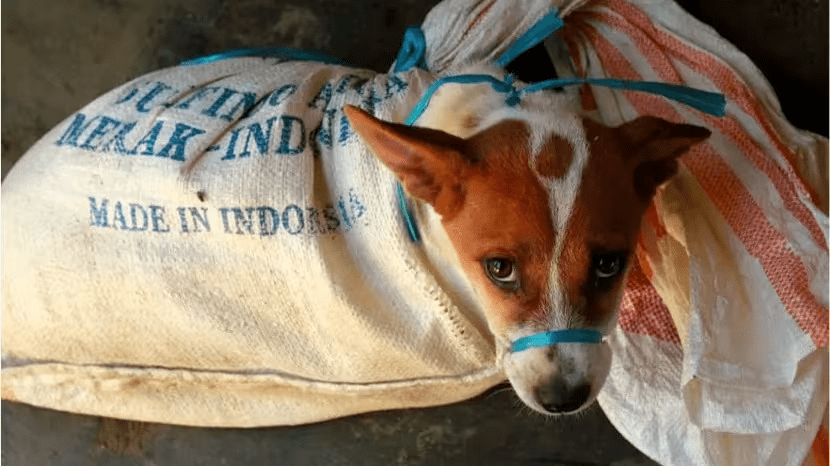 Why Millions of Animals Are Homeless and How We Can Help 3 Why Millions of Animals Are Homeless and How We Can Help August 2025