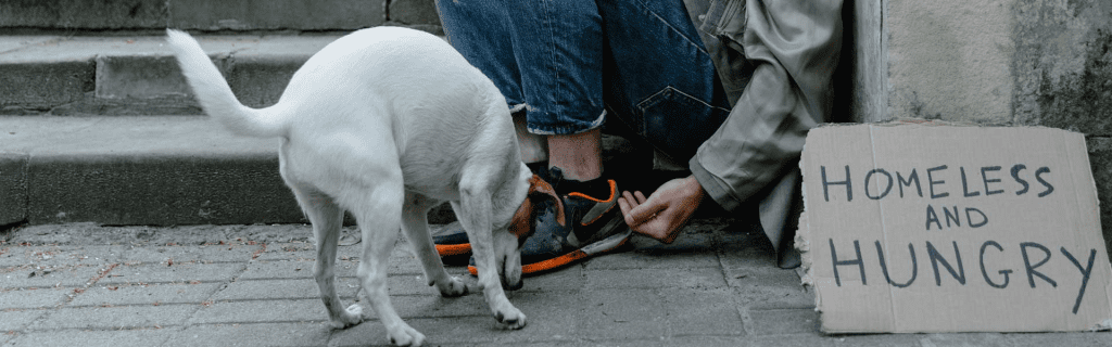 Why Millions of Animals Are Homeless and How We Can Help 4 Why Millions of Animals Are Homeless and How We Can Help August 2025