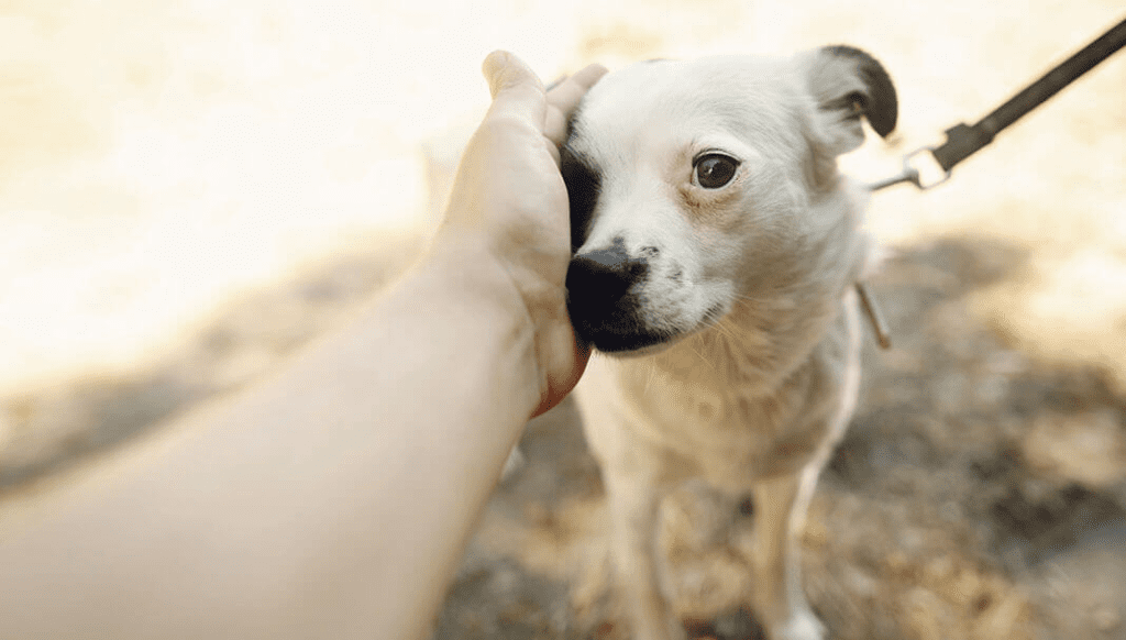 Why Millions of Animals Are Homeless and How We Can Help 5 Why Millions of Animals Are Homeless and How We Can Help August 2025