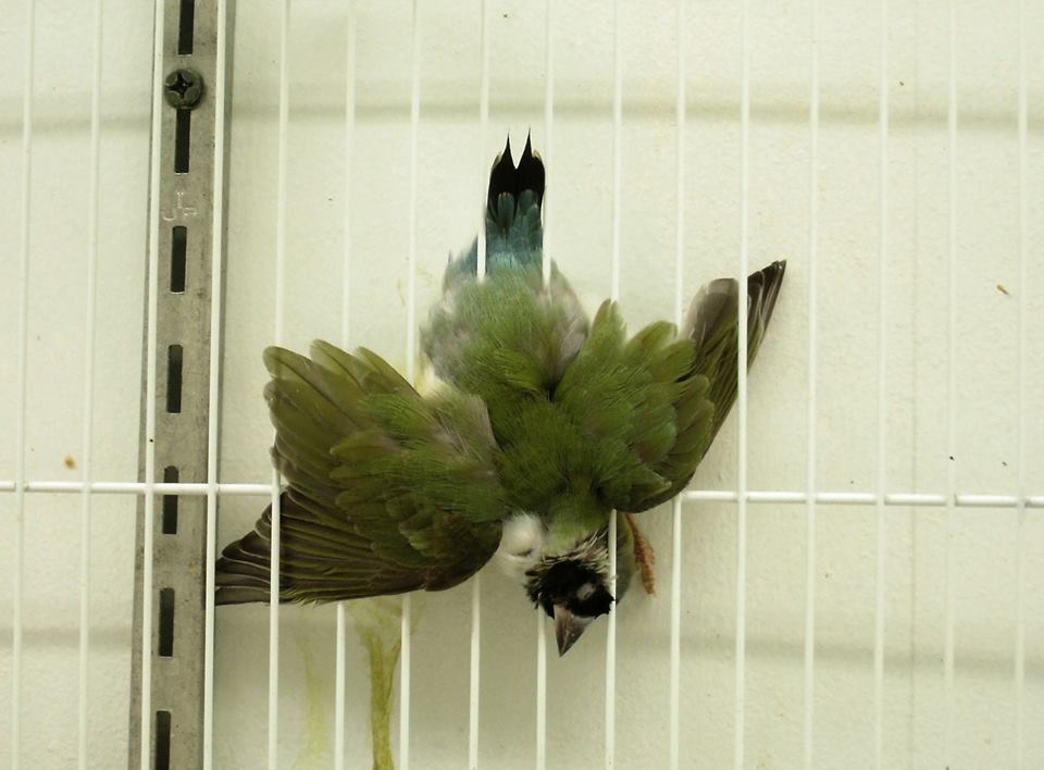 Why Keeping Birds in Cages is Harmful: Understanding the Impact on Their Well-being 4 Why Keeping Birds in Cages is Harmful: Understanding the Impact on Their Well-being June 2025