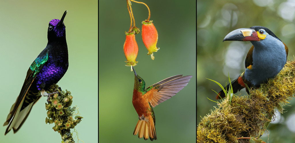 Why Keeping Birds in Cages is Harmful: Understanding the Impact on Their Well-being 1 Why Keeping Birds in Cages is Harmful: Understanding the Impact on Their Well-being June 2025