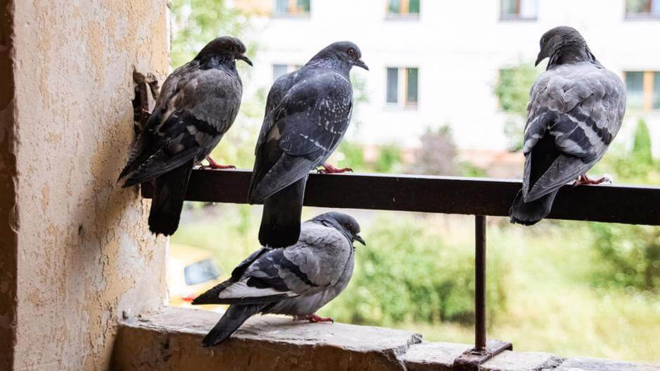 Why Keeping Birds in Cages is Harmful: Understanding the Impact on Their Well-being 3 Why Keeping Birds in Cages is Harmful: Understanding the Impact on Their Well-being June 2025