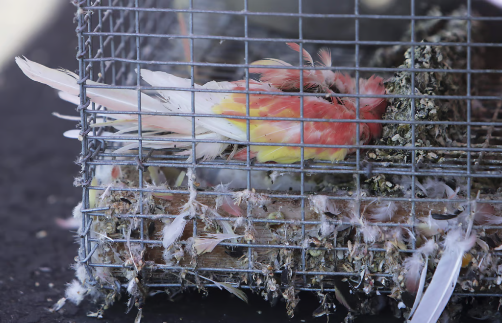 Why Keeping Birds in Cages is Harmful: Understanding the Impact on Their Well-being 5 Why Keeping Birds in Cages is Harmful: Understanding the Impact on Their Well-being June 2025