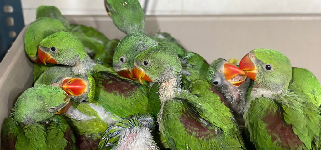 Why Keeping Birds in Cages is Harmful: Understanding the Impact on Their Well-being 6 Why Keeping Birds in Cages is Harmful: Understanding the Impact on Their Well-being June 2025