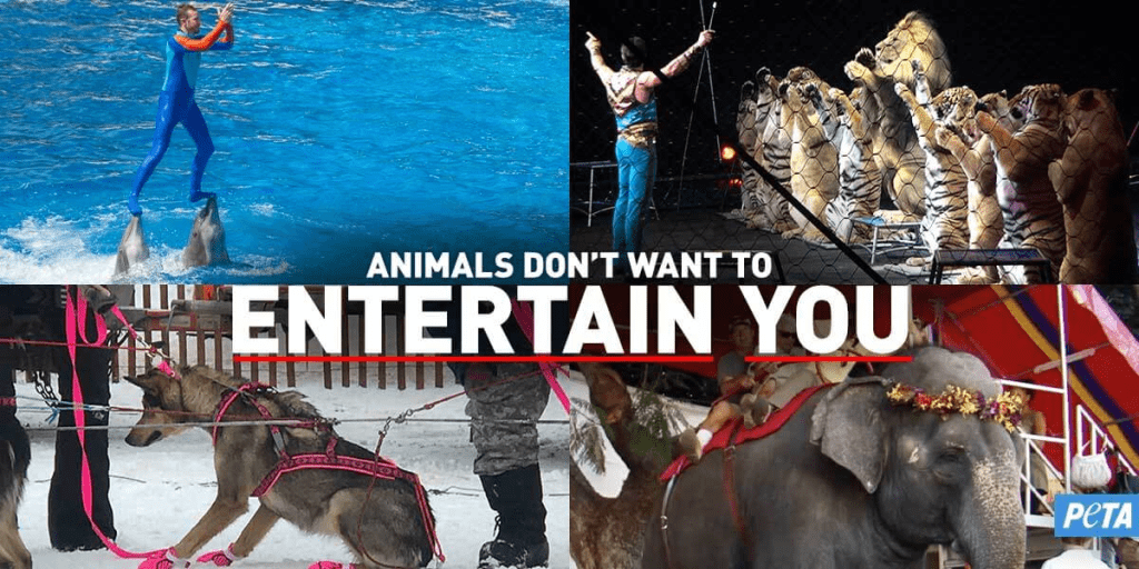 Paggalugad ng Mga Pakikipag-ugnay sa Human-Animal: Mga Etikal na Dilemmas, Mga Kasalukuyang Kultura, at Paglilipat ng Mga Perception 4 Paggalugad ng Mga Pakikipag-ugnay sa Human-Animal: Mga Etikal na Dilemmas, Mga Kasalukuyang Kultura, at Paglilipat ng Mga Perceptions Hunyo 2025